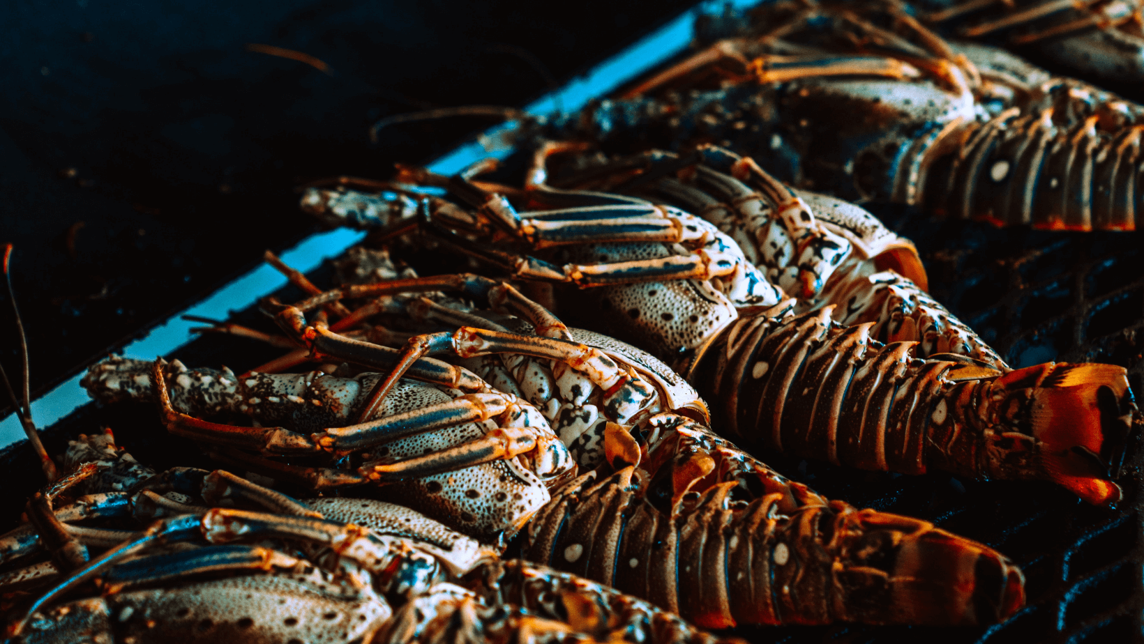 Celebrate Lobster Season in Belize 2021 Sunbreeze Hotel