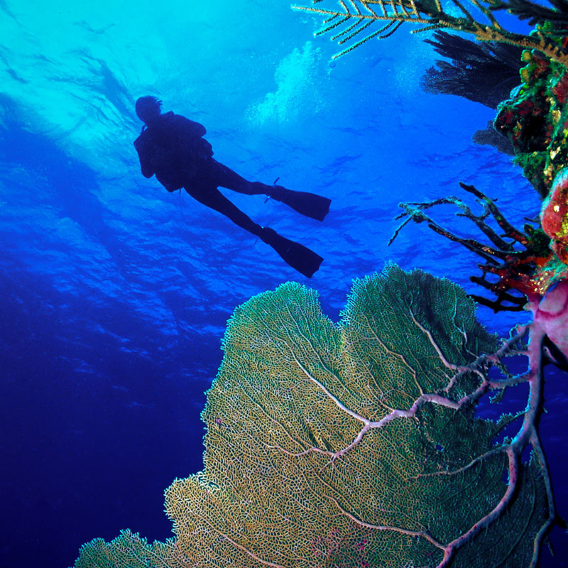 Scuba Diving Vacations Belize