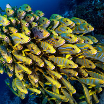 San Pedro Belize Diving Tours | Barrier Reef | Blue Hole